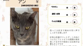 アン♀