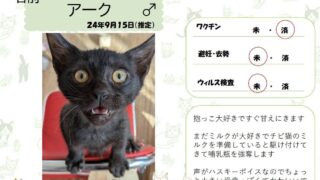 アーク♂