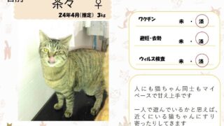 茶々♀
