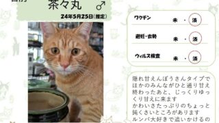 茶々丸♂