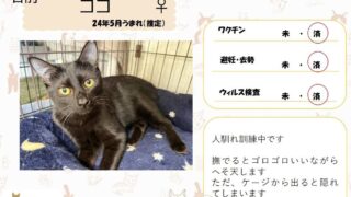 ココ♀