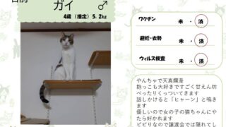 ガイ♂