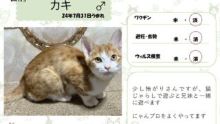 カキ♂