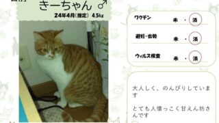 きーちゃん♂