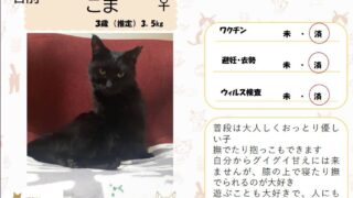 こま♀