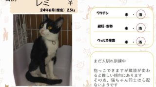 レミ♀