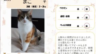 まこ♀