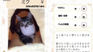 ミク♀