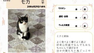モカ♀