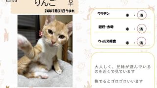 りんご♀