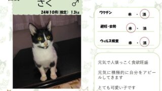 さく♂