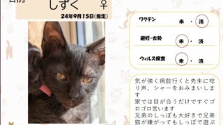 しずく♀