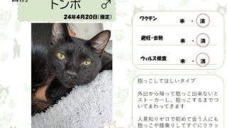 トンボ♂